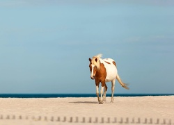 Koń, Plaża