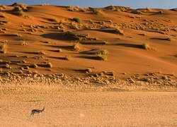 Pustynia, Antylopa, Kępy, Suchej, Trawy, Namibia