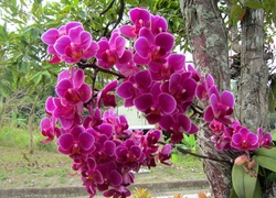 Orchidea, Drzewo
