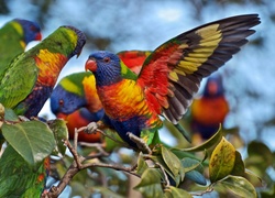 Kolorowe, Papugi, Lorysy Górskie