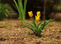 Trzy, Tulipany, Zółte, Pomarańczowe