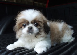 Szczeniak, Shih Tzu