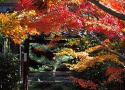 Park, Kioto, Japonia