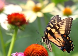 Motyl, Paź królowej, Kwiaty