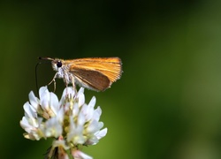 Motyl, Koniczyna