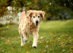 Golden Retriever