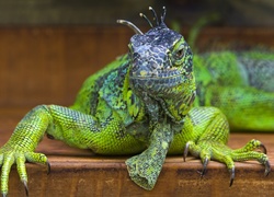 Iguana