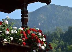 Pelargonie, Taras, Góry Alpy, Austria