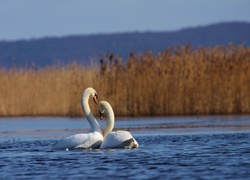 Zakochane, Łabędzie, Jezioro, Trzcina