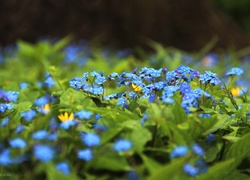 Ułudka Wiosenna, Niebieskie, Kwiaty