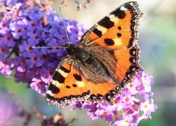Rusałka pokrzywnik, Motyl, Kwiaty