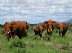 Słonie, Kenia