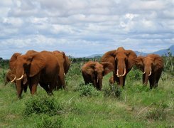 Słonie, Kenia