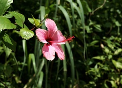 Rośliny, Różowy, Kwiat, Hibiskusa