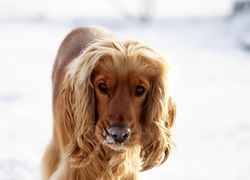 Cocker, Spaniel
	


