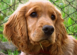 Cocker, Spaniel