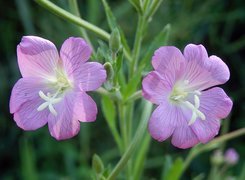 Kwiaty, Wierzbowica Kosmata