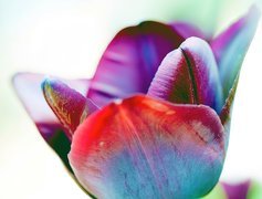 Kolorowy, Tulipan