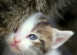 Kot, Niebieskie, Oczy