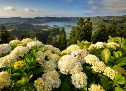 Hortensje, Góry, Jezioro, Azory, Portugalia