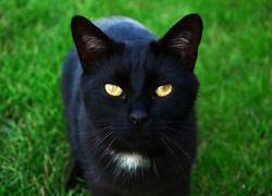 Czarny, Kot