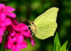 Latolistek cytrynek, Motyl, Różowy, Kwiat