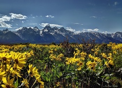 Stany Zjednoczone, Stan Wyoming, Park Narodowy Grand Teton, Góry, Kwiaty, Łąka