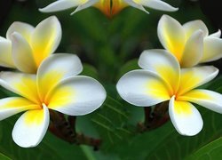 Kwiaty, Plumeria, Liście