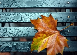 Jesienny, Liść, Krople, Deszczu