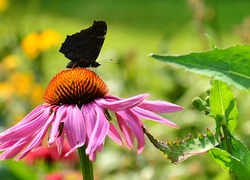 Różowy, Kwiat, Czarny, Motyl