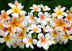 Kwiaty, Plumeria