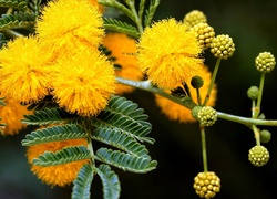 Kwiaty, Żółtej, Mimozy