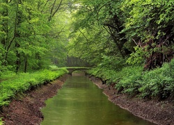 Las, Rzeka, Most