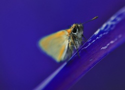 Motyl, Płatek, Kwiata