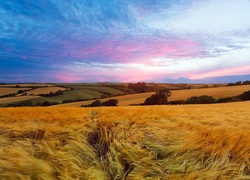 Pola, Zboże, Łąki, Chmury, Panorama