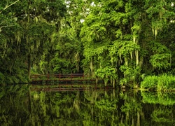 Ogród Botaniczny, Południowa Karolina, Most, Staw, Drzewa