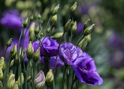 Eustoma, Kwiaty, Pączki