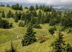 Góry, Hale, Owce, Drzewa, Wzgórza