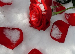 Róża, Płatki, Kształt, Serca, Liście, Śnieg