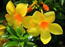 Alamanda, Żółte, Kwiaty, Pnącze