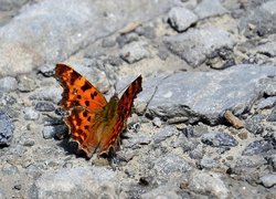 Brązowy, Motyl