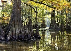 Park, Narodowy, Everglades, Las, Namorzynowy