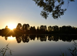 Jezioro, Drzewa