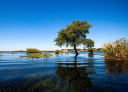 Powódź, Zalana, Łąka, Drzewo, Krzewy, Roślinność