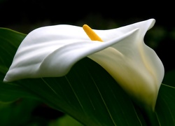 Kwiat, Kalia, Biały, Liście