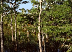 Park, Narodowy, Everglades, Las, Namorzynowy