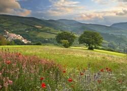 Łąki, Kwiaty,  Góry, Lasy, Panorama