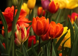 Tulipany, Kolorowe, Kwiaty