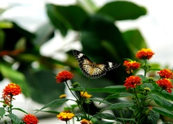 Motyl, Kolorowe, Kwiatki