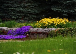 Ogród, Kwiaty, Żółte, Fioletowe, Kamienie